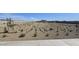 Newly landscaped common area featuring desert plants and gravel groundcover, enhancing the community's natural beauty at 32087 N Lone Rancher Way, San Tan Valley, AZ 85140