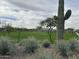 Landscaped common area with green grass, mature trees, and desert plants, showcasing community amenities at 7688 W Saddlehorn Rd, Peoria, AZ 85383