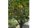 Thriving grapefruit tree showcasing an abundance of large, ripe grapefruits ready to be enjoyed at 1109 E 8Th St, Mesa, AZ 85203