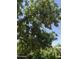 Bearing fruit, this peach tree adds charm and offers the delight of harvesting your own peaches at 1109 E 8Th St, Mesa, AZ 85203