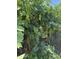 Lush vineyard featuring vibrant green grapes, offering the promise of fresh, homegrown flavors at 1109 E 8Th St, Mesa, AZ 85203