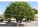 Front yard featuring a beautiful mature citrus tree in the desert landscaping at 13219 W Aleppo Dr, Sun City West, AZ 85375