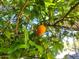 Close-up of a ripe orange hanging from a tree branch, adding a touch of natural beauty to the yard at 17200 W Bell Rd # 2301, Surprise, AZ 85374