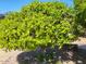 Lush orange tree providing shade and fresh fruit in the yard, creating a vibrant outdoor space at 17200 W Bell Rd # 2301, Surprise, AZ 85374