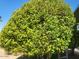 Healthy orange tree brimming with vibrant green leaves, enhancing the property's natural appeal at 17200 W Bell Rd # 2301, Surprise, AZ 85374