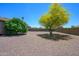 Large backyard showcases a colorful tree and rock landscaping; a serene outdoor space at 14124 W Christy Dr, Surprise, AZ 85379