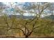 Backyard view of the mountains through the desert trees at 20750 N 87Th St # 2074, Scottsdale, AZ 85255