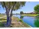 Scenic view of a pond surrounded by green grass, trees and well-maintained landscaping at 42808 W Whimsical Dr, Maricopa, AZ 85138