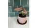 Close up of a light colored countertop with dark green tile backsplash and pink potted plant at 9643 N 81St Dr, Peoria, AZ 85345