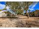 Street view of the community with mature desert trees, gravel and blue sky at 17200 W Bell Rd # 119, Surprise, AZ 85374