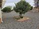 Easy-care backyard featuring desert landscaping and mature trees at 9847 W Silver Bell Dr, Sun City, AZ 85351