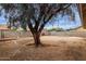 Backyard view with a large shade tree, privacy fence and brick accented landscaping at 10135 W Orange Dr, Glendale, AZ 85307