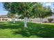 Backyard with trees, green grass and a white block fence on a sunny day at 2251 N 32Nd St # 10, Mesa, AZ 85213