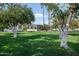 Large grassy backyard with tall palm trees, trees with white trunks, and screened in patio at 2251 N 32Nd St # 10, Mesa, AZ 85213