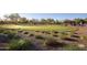 A beautifully maintained putting green area featuring a gazebo and manicured landscaping at 27138 W Escuda Dr, Buckeye, AZ 85396