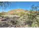Desert landscape view featuring native plants, and a rocky mountain under blue sky at 1312 N Joplin Cir, Mesa, AZ 85207