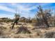 Lush desert landscape view filled with native plants and trees, showcasing natural beauty at 8395 E Leaning Rock Rd # 187, Scottsdale, AZ 85266