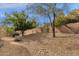 Desert landscaping in backyard with trees, gravel and a stucco wall at 11686 N Spotted Horse Way, Fountain Hills, AZ 85268