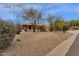 Expansive xeriscaped front yard of this beautiful home with mature desert trees at 11686 N Spotted Horse Way, Fountain Hills, AZ 85268