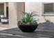 Outdoor patio featuring a centerpiece bowl containing succulents and verdant plantings at 3483 E Bloomfield Pkwy, Gilbert, AZ 85296