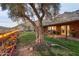 Green backyard showcasing a mature olive tree, patio, and lush lawn perfect for outdoor enjoyment at 1844 E Cinnabar Ave, Phoenix, AZ 85020