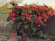 Lush rose bush with vibrant red flowers, adding color to the outdoor landscape at 37654 N 102Nd Pl, Scottsdale, AZ 85262