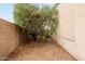 Gravel backyard featuring a mature tree and block wall at 4662 W Fallen Leaf Ln, Glendale, AZ 85310