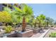 Well-maintained landscaping with mature palm trees at 16 W Encanto Blvd # 616, Phoenix, AZ 85003