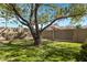 Large backyard featuring a mature tree, lush grass, and a privacy fence with a gate at 3060 W Ironwood Cir, Chandler, AZ 85226