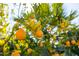Close-up of a lush orange tree, showcasing vibrant fruit and lush foliage, highlighting the property's natural charm at 1501 N Lesueur --, Mesa, AZ 85203