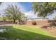 Large fenced backyard with a grassy area and some trees, perfect for outdoor activities at 18624 E Cattle Dr, Queen Creek, AZ 85142
