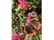 Butterfly is seen on some colorful flowers in its natural environment at 2714 W Desert Cove Ave, Phoenix, AZ 85029