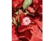 Close-up of vibrant red bougainvillea showcasing its delicate flower and rich color at 2714 W Desert Cove Ave, Phoenix, AZ 85029