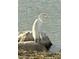 Elegant great egret standing gracefully on rocks by the water's edge at 2714 W Desert Cove Ave, Phoenix, AZ 85029