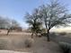 Expansive backyard features mature shade trees and block fence for privacy at 9644 N 97Th Ln, Peoria, AZ 85345