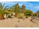 Landscaped backyard featuring desert foliage, rock ground cover, and mature palm trees on a sunny day at 15046 W Cooperstown Way, Surprise, AZ 85374