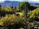 Beautiful landscaping with various desert plants and mountain views at 36601 N Mule Train N Rd # D16, Carefree, AZ 85377