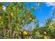 Vibrant lemon tree with bright yellow fruit, set against a clear blue sky, adding natural beauty at 1096 W Via De Palmas --, San Tan Valley, AZ 85140