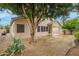 Desert landscaped backyard with covered patio and mature shade tree at 26065 N 68Th Ln, Peoria, AZ 85383