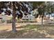 Backyard view with mature trees, showcasing a pool, privacy shrubs and wrought iron fencing at 19277 N 78Th Ln, Glendale, AZ 85308