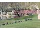 A serene pond with ducks on the lawn, with a charming red bridge and lush greenery adding to its appeal at 3407 W Steinbeck Dr, Anthem, AZ 85086