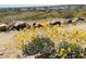View of open space in Arizona with bushes, flowers and rock outcroppings at 4750 W Saddlehorn Rd, Phoenix, AZ 85083