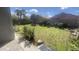 Lush backyard with healthy green lawn and mature trees, offering a serene outdoor living space with privacy at 13001 W Aster Dr, El Mirage, AZ 85335