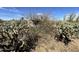 Exterior shot of a home through desert vegetation and desert plants at 3200 S Mesa Rd, Winkelman, AZ 85192