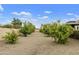 Backyard showcasing rows of citrus trees and beautiful landscaping, providing a serene and inviting outdoor space at 3314 E Kael St, Mesa, AZ 85213