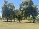Lush park with grassy fields and mature trees, ideal for recreation and relaxation at 519 W Palomino Dr, Chandler, AZ 85225