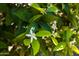 Close-up of a vibrant tree blossom showcasing its delicate petals and lush green leaves at 15385 W Indianola Ave, Goodyear, AZ 85395