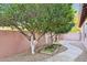 Home's garden featuring citrus trees and raised garden beds along a stone pathway at 3482 E Cotton Ln, Gilbert, AZ 85234