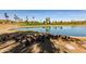 Picturesque pond with ducks near the lake and palm trees, ideal for a relaxing outdoor experience at 12050 N Panorama Dr # 104, Fountain Hills, AZ 85268