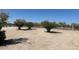 Landscaped lot with desert vegetation and a mountain background at 15001 W Camdon Dr, Casa Grande, AZ 85194